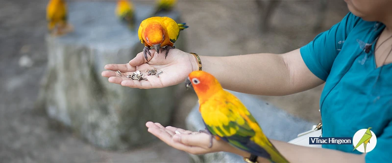 Alimentation perroquets
