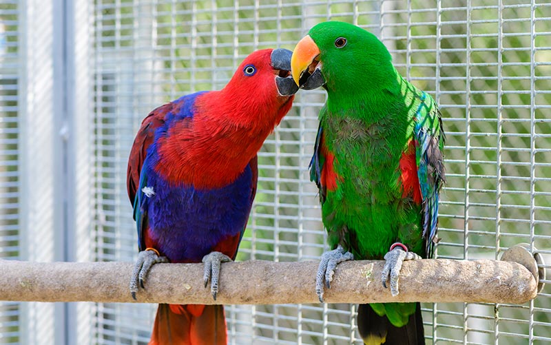 Perroquets habitat