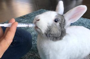 la douleur chez le lapin - VTnac Brussels - Centre Vétérinaire NAC