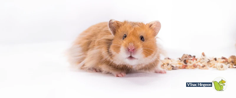 Alimentation hamster