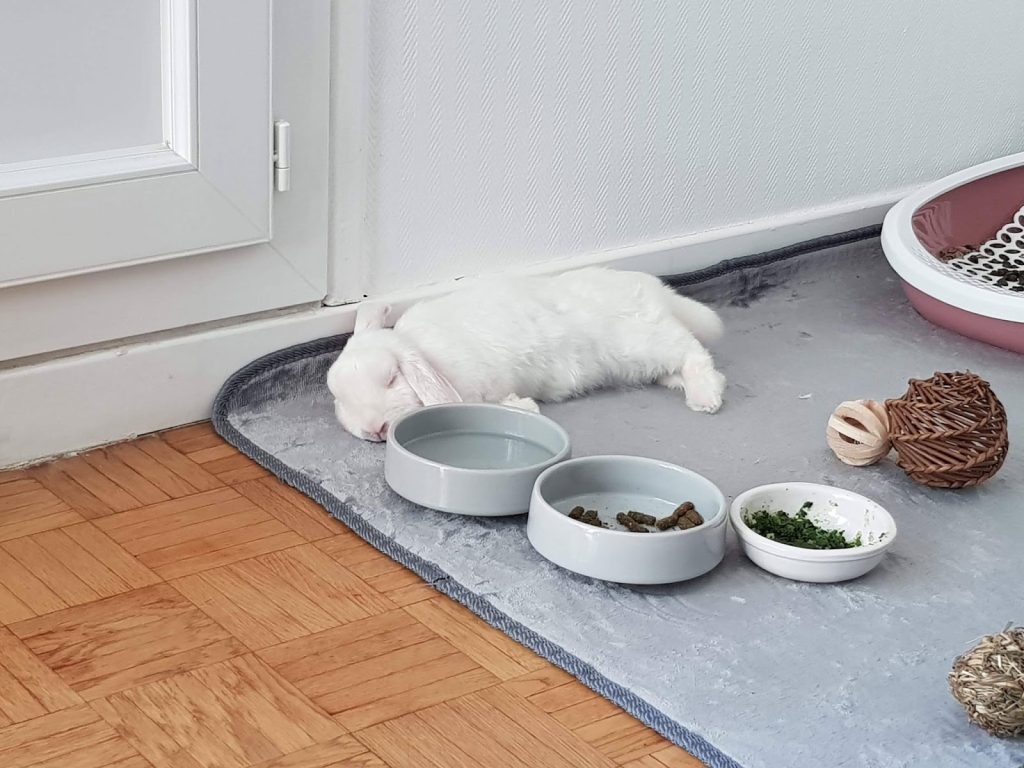 L'alimentation du lapin