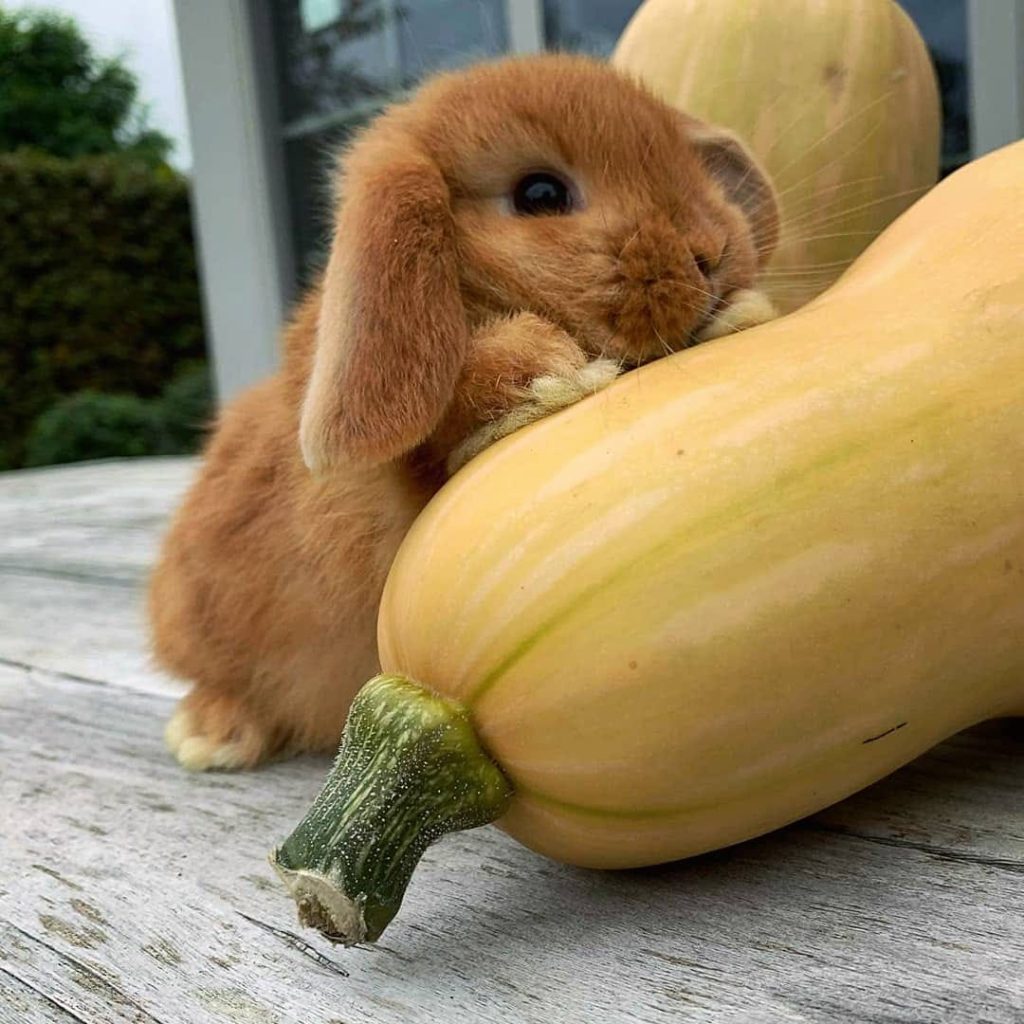 Lapin