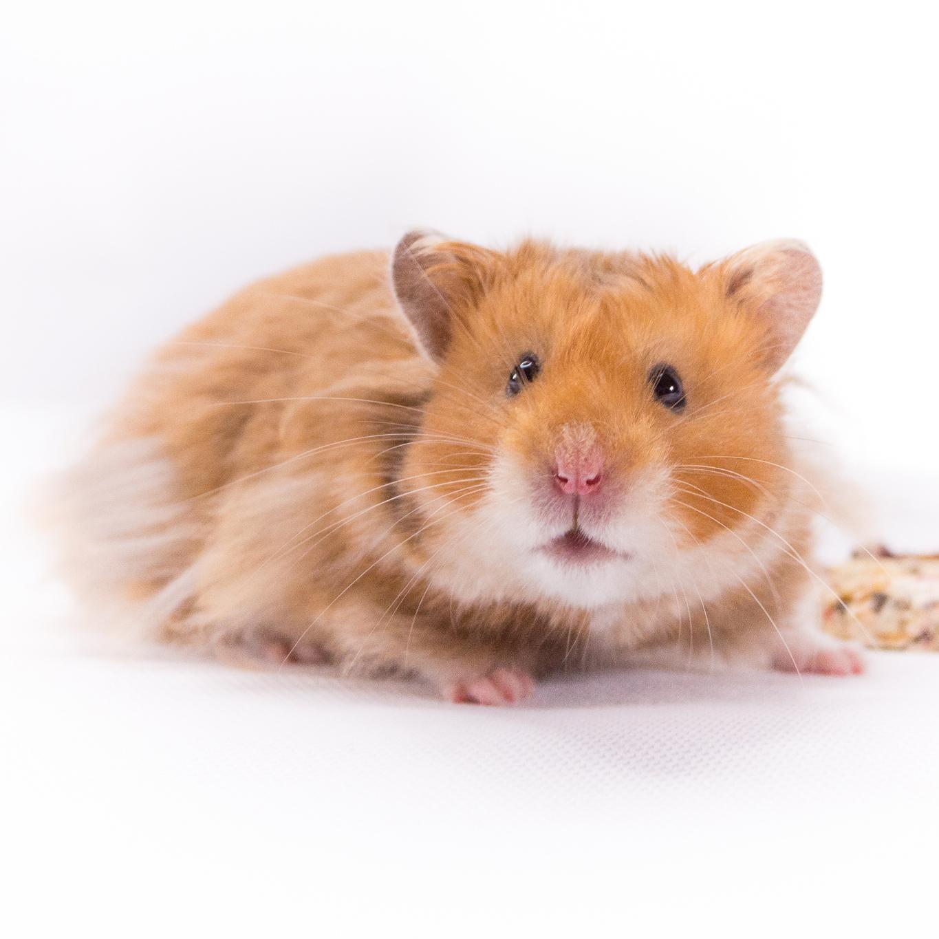 Bien nourrir mon hamster - Alimentation du hamster - Doctissimo