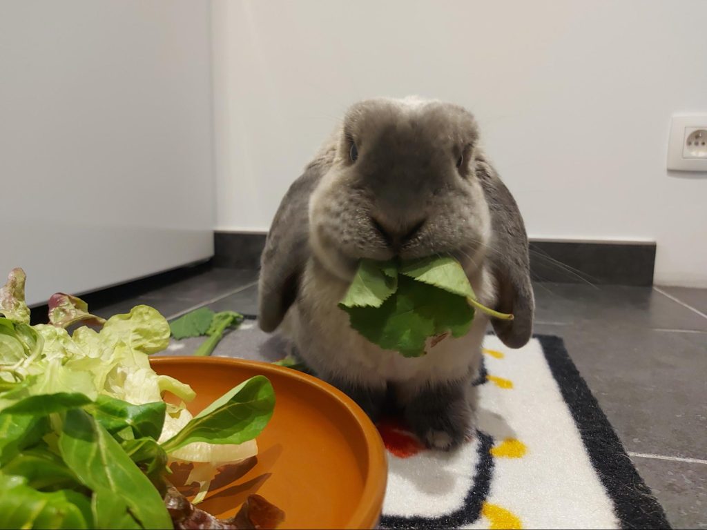 Lapin