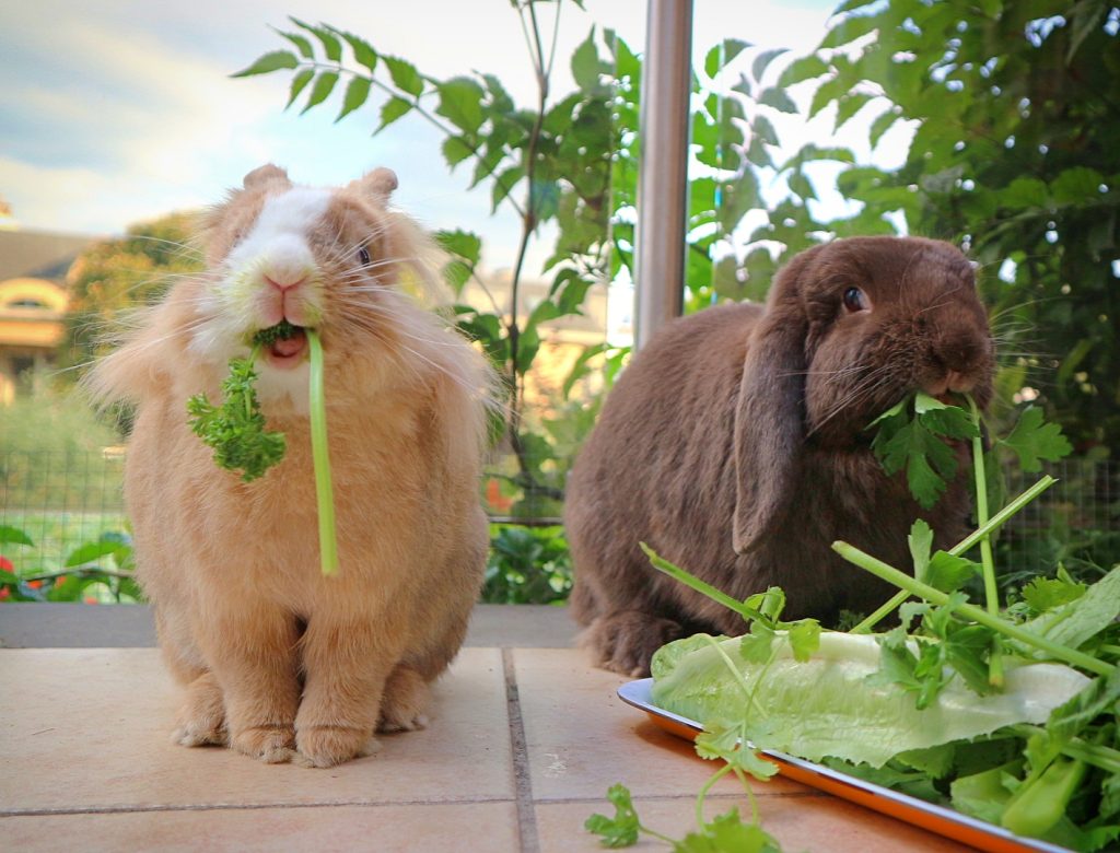 Lapins