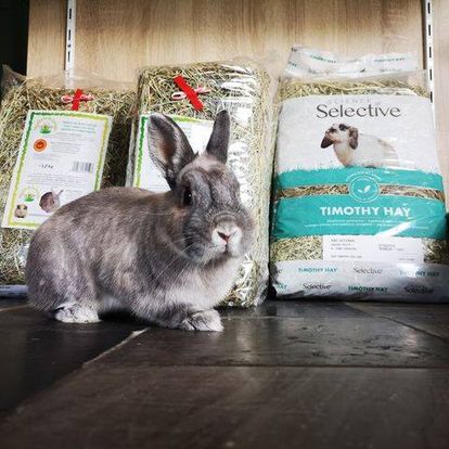 Lapin