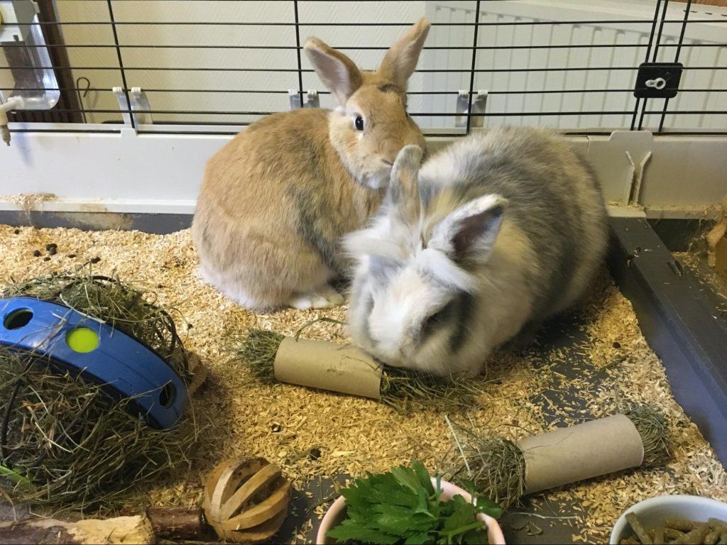 Lapins