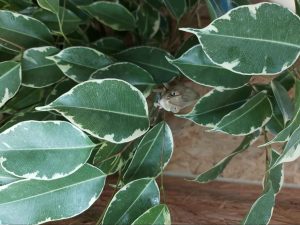 Feuillage d'une plante verte