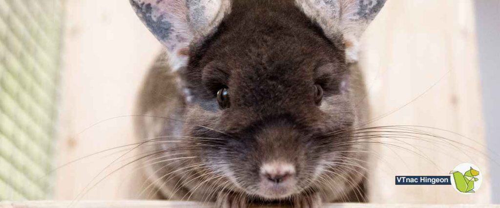 Gros plan sur un chinchilla
