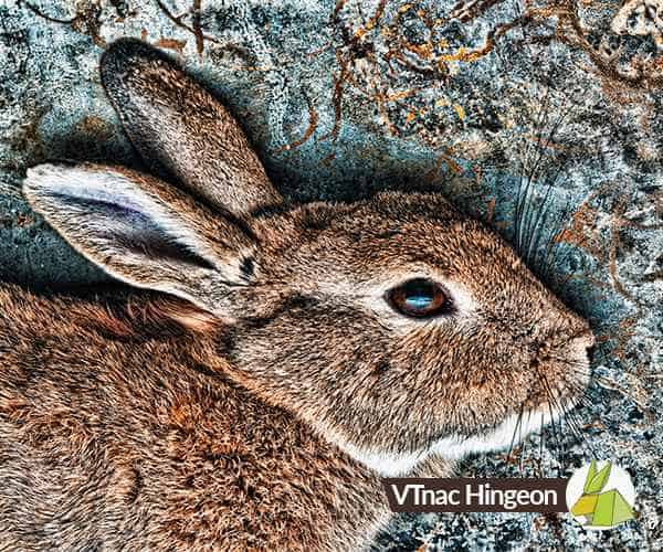 Lapin dans la nature illustrant la transmission de la maladie hémorragique du lapin (RHD)