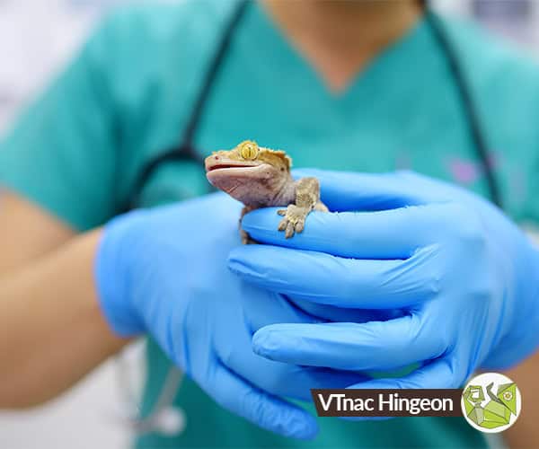 Vétérinaire tenant un gecko