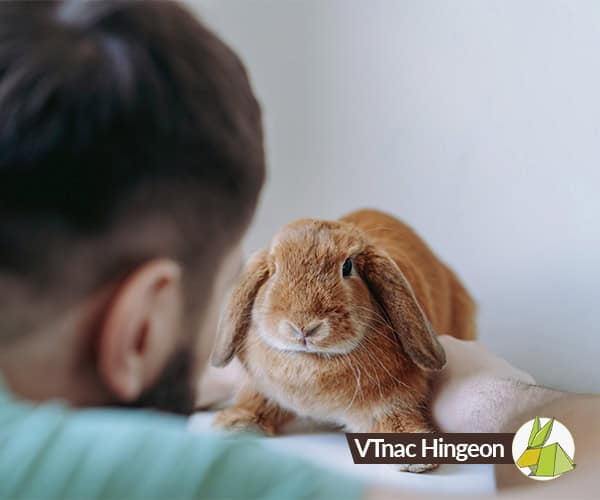 Vétérinaire tenant un lapin bélier