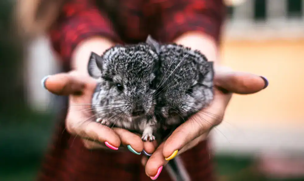 Deux bébés chinchillas dans les mains d'une personne