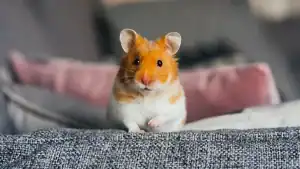 Hamster domestique sur un canapé, illustrant comment choisir le bon types de rongeurs