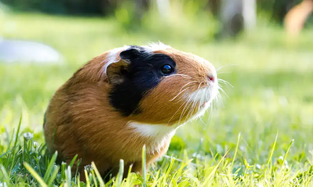 Cochon d'Inde dans l'herbe, un type de rongeur domestique sociable