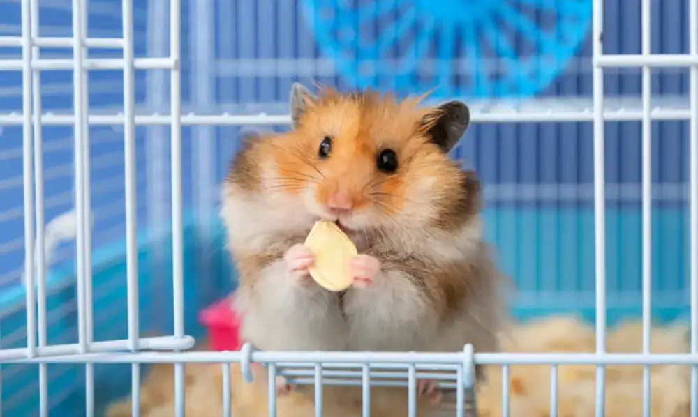 Hamster dans sa cage, un type de rongeur domestique
