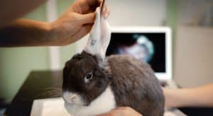 Vétérinaire examinant l'oreille d'un lapin pour diagnostiquer une otite du lapin