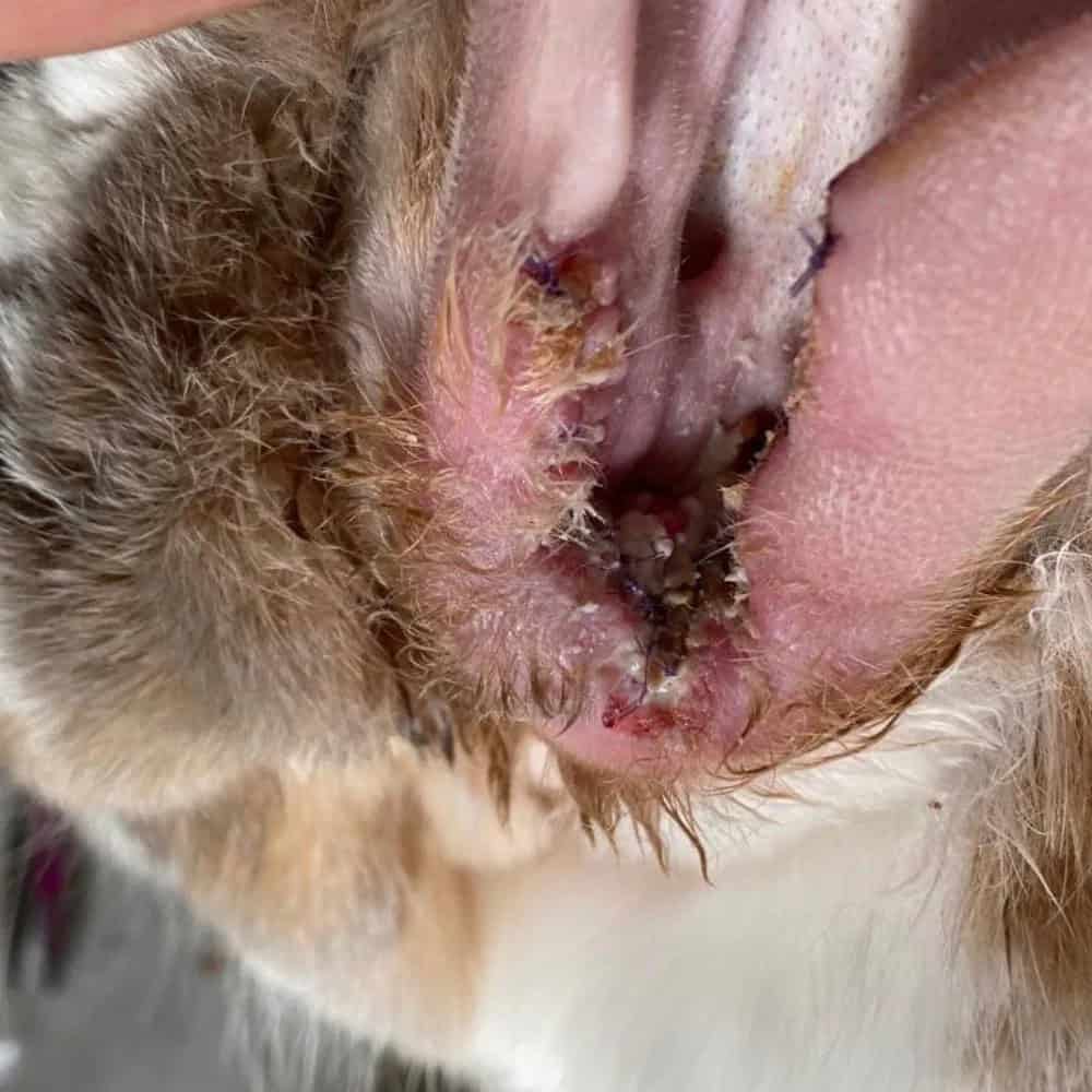 Gros plan d'une otite interne sévère chez un lapin, cause de symptômes neurologiques