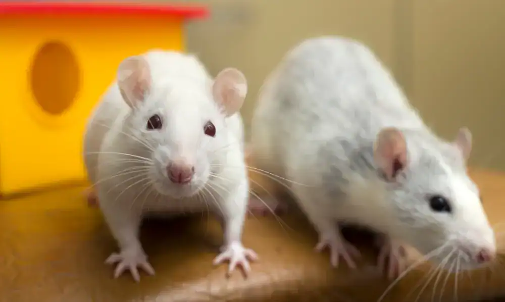 Deux rats domestiques dans leur enclos