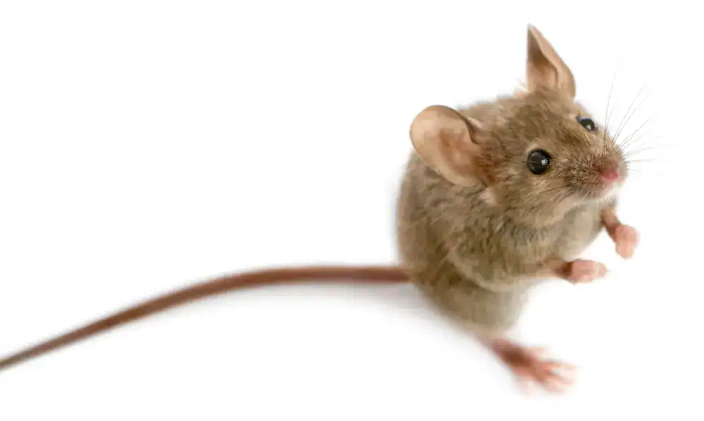 Souris domestique sur fond blanc